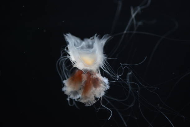 istock Jellyfish swimming in aquarium 1150758967