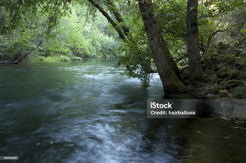 Frais de Green - Photo de Arbre libre de droits