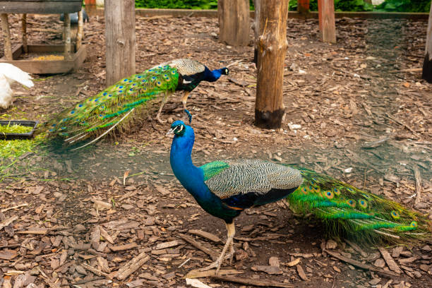 Portrait of beautiful peacock with feathers out