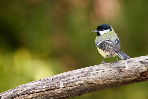 istock one great tit from behind on a branch - parus major in Germany 1150760361