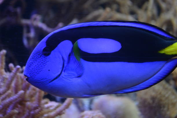 istock Blue Tang Dory Fish swimming in aquarium 1150761500