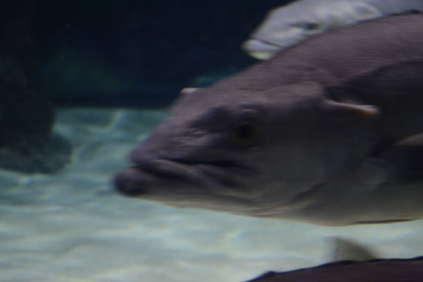 istock Saltwater fish swimming inside a aquarium 1150761639