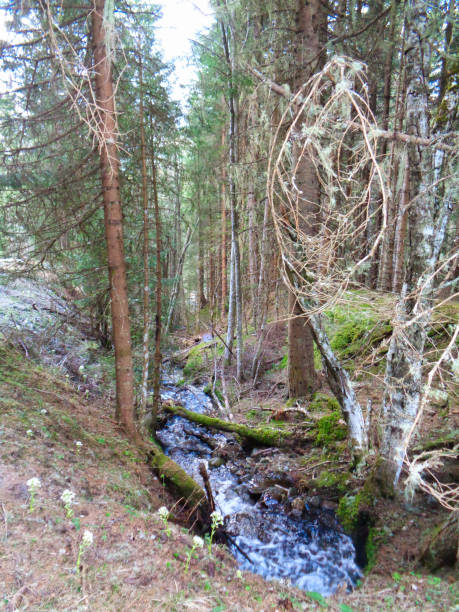 istock a wild creek in the forest 1150761669