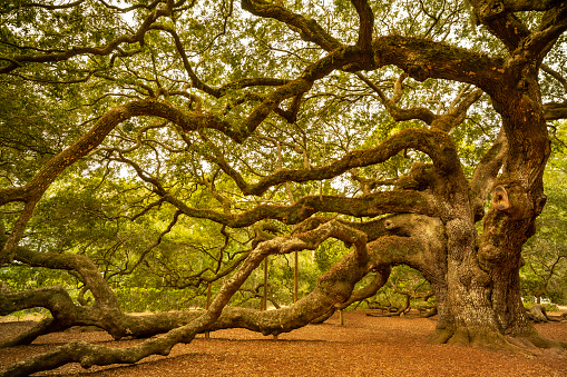 Angel Oak is a Southern live oak located in Angel Oak Park on Johns Island near Charleston, South Carolina USA. The tree is estimated to be 400-500 years old.