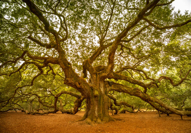 Angel Oak tree near Charleston South Carolina USA Angel Oak is a Southern live oak located in Angel Oak Park on Johns Island near Charleston, South Carolina USA. The tree is estimated to be 400-500 years old. south carolina photos stock pictures, royalty-free photos & images