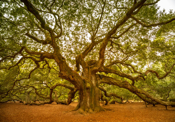 ок дуба ангела возле чарльстона, штат северная каролина сша - oak tree фотографии стоковые фото и изображения