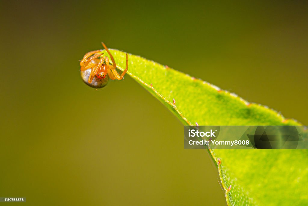 Foto horizontal de Cure araña pequeña. Spider tiene un bonito cuerpo y piernas naranjas. El insecto se alza sobre una licencia verde de pequeño árbol con ojos visibles. - Foto de stock de Aire libre libre de derechos