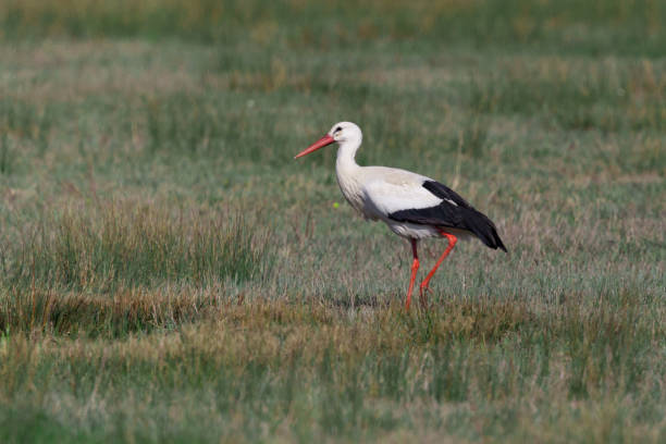 istock one white stork (ciconia ciconia) standing in green meadow 1150763841
