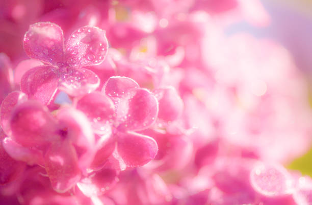 Colorful Springtime soft pink Lilac Bush in Bloom