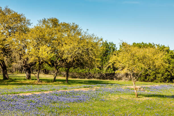 istock A beautiful wide angle view of a Texas meadow blanketed with the famous Texas blue bonnets (Lupinus texensis) and trees in the background 1150766607