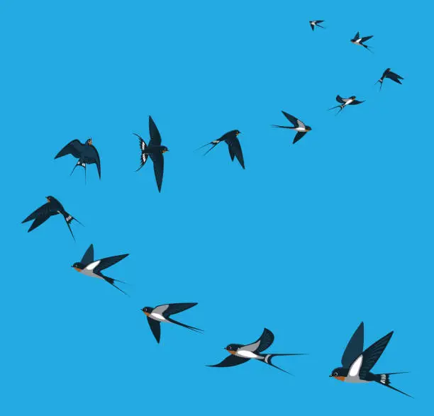 Vector illustration of Swallow flying moving Animal Animation Sequence Cartoon Vector