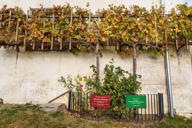 Ptuj , Slovenia - October 27, 2018: Ptuj Castle or Ptujski grad in Slovenia