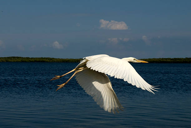 egretta sulla gli aspetti negativi - downbeat foto e immagini stock