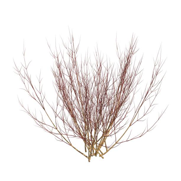 istock Bush 3d illustration isolated on the white background 1150768068