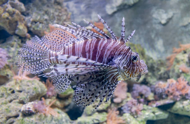 istock Close-up view of a common lionfish (Pterois miles) 1150768453