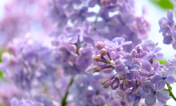 istock Branch of a blossoming lilac 1150771246