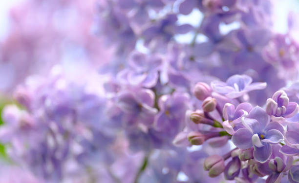istock Branch of a blossoming lilac 1150771348