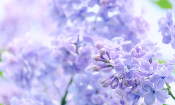 istock Branch of a blossoming lilac 1150771400