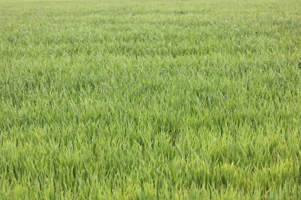 istock Natural green background with spring green grass 1150771424