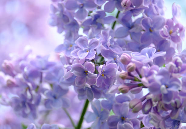 istock Branch of a blossoming lilac 1150771430