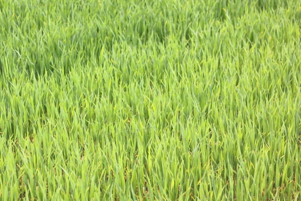 Natural green background with juicy spring green grass