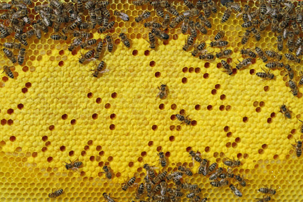 istock Bees on honeycomb with brood cells background 1150773116
