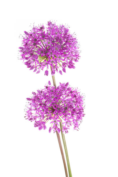 istock Two allium flowers standing in front of white background 1150773609