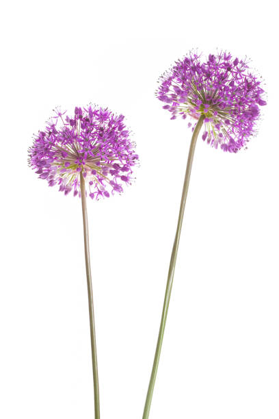 istock Two allium flowers standing in front of white background 1150773623