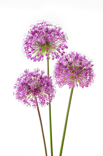 Three allium flowers isolated on white background