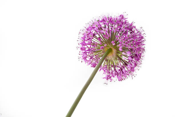 Purple Allium Ambassador flowers with a flower meadow in the background.
