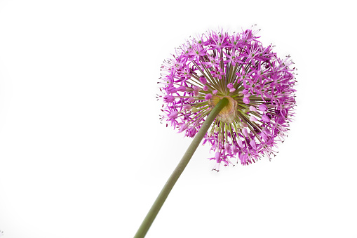 Single allium flower isolated on white background