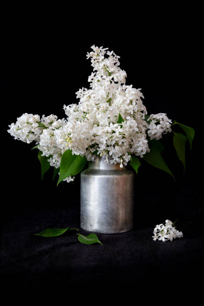 istock White Syringa flowers in an old milk can on black background 1150774345