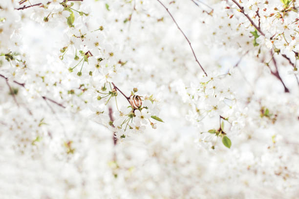 Wedding rings hang on a branch with white flowers.