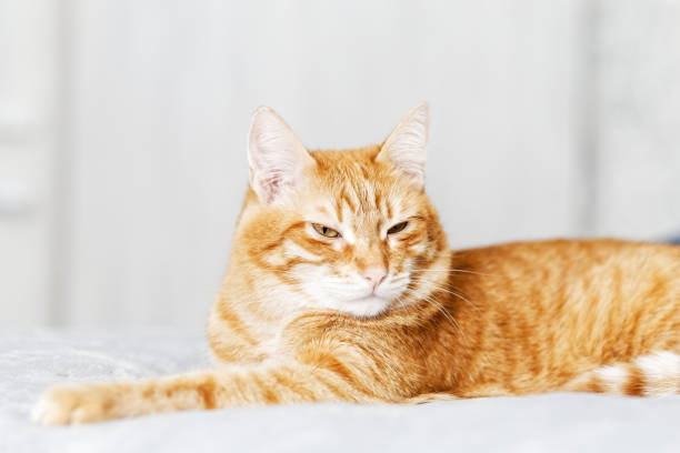 istock Closeup portrait of red cat lying on a bed 1150776349