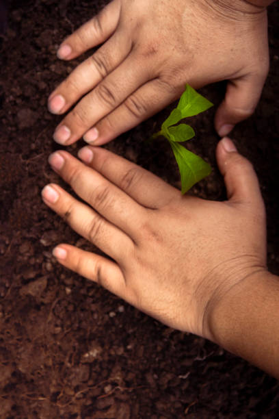 istock Trees with money, saving money and growing hands. 1150776517