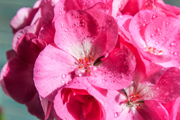 blüten rosa geranie aus nächster nähe. hausgemaje auf blauem hintergrund mit wassertropfen. makro. - close up beauty in nature flower head flower stock-fotos und bilder