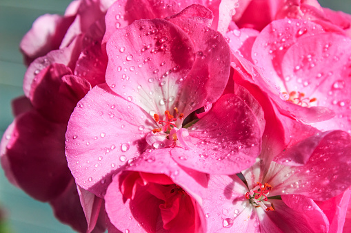 Flowers pink geranium close up. Home pink geranium on a blue background with drops of water. Macro.
