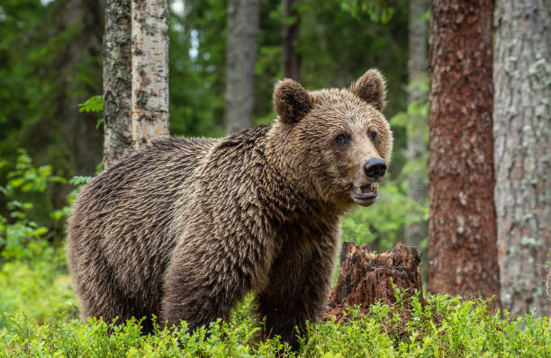 istock Brown bear in the summer forest. Green forest natural background. 1150778627