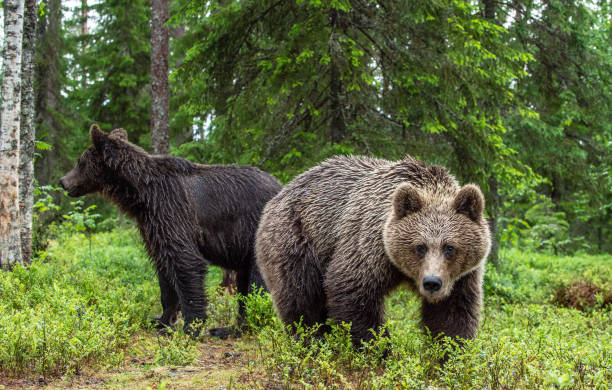 istock Brown bear in the summer forest. Green forest natural background. 1150779286