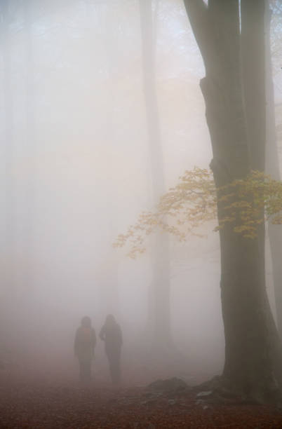 istock Forest in autumn with fog 1150781337