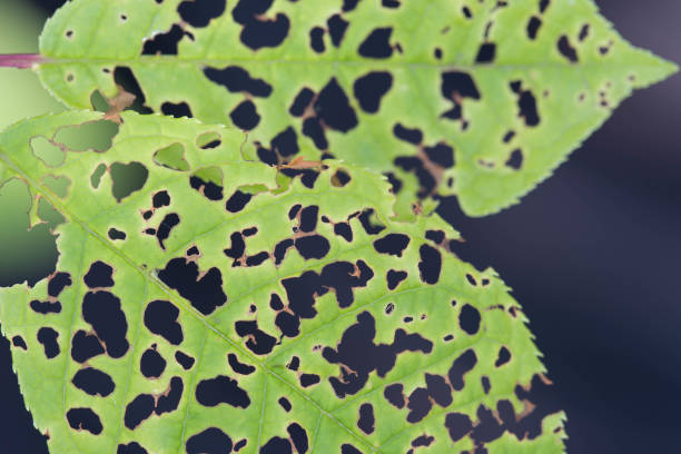 istock leaf with holes eaten by pests macro 1150784047