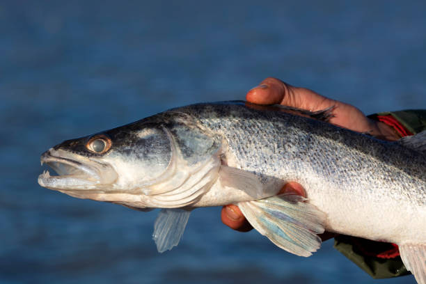 istock Zander (Sander lucioperca) from Lake Balaton, Hungary 1150784219