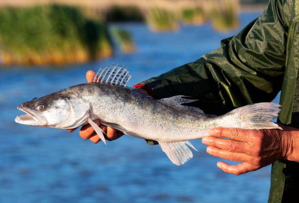 istock Zander (Sander lucioperca) from Lake Balaton, Hungary 1150784316