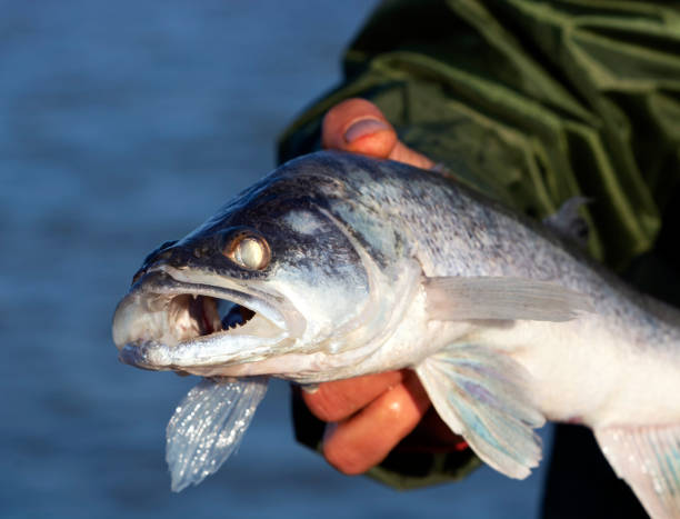 istock Zander (Sander lucioperca) from Lake Balaton, Hungary 1150784327