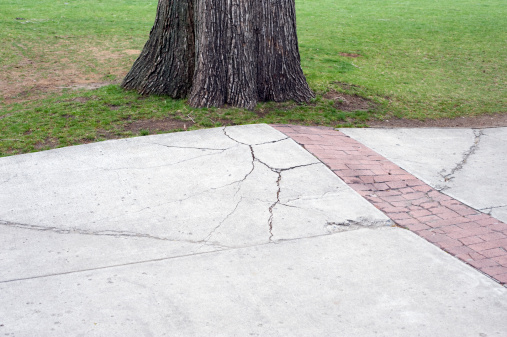 A concrete walkway is cracked and lifted up by the roots of a growing tree.