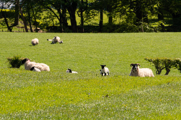 istock Beautiful Hillside behind Largs in Scotlands West  Coast 1150784985