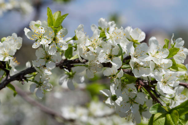 istock Blossoming of plum. 1150785131