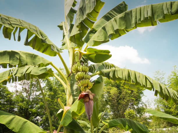 bananier - banana plantation green tree photos et images de collection