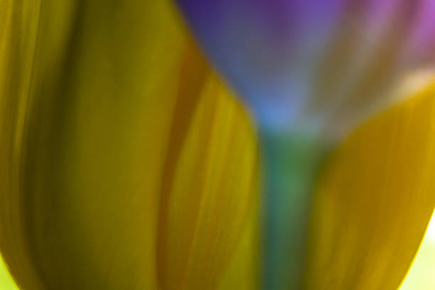 istock Spring colors of tulip flowers 1150785240