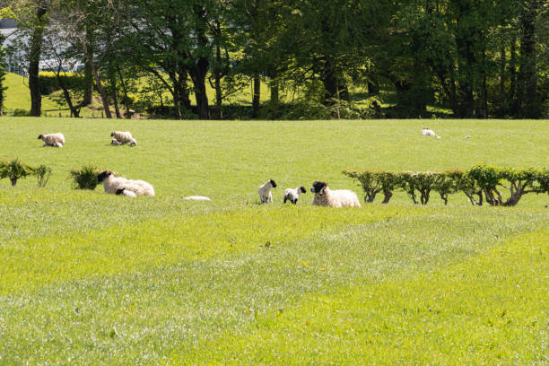 istock Beautiful Hillside behind Largs in Scotlands West  Coast 1150785651